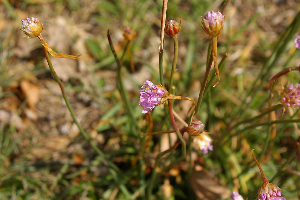Armeria arenaria (=plantaginea) / Spillone lanceolato